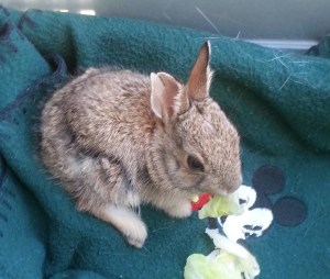 rabbit