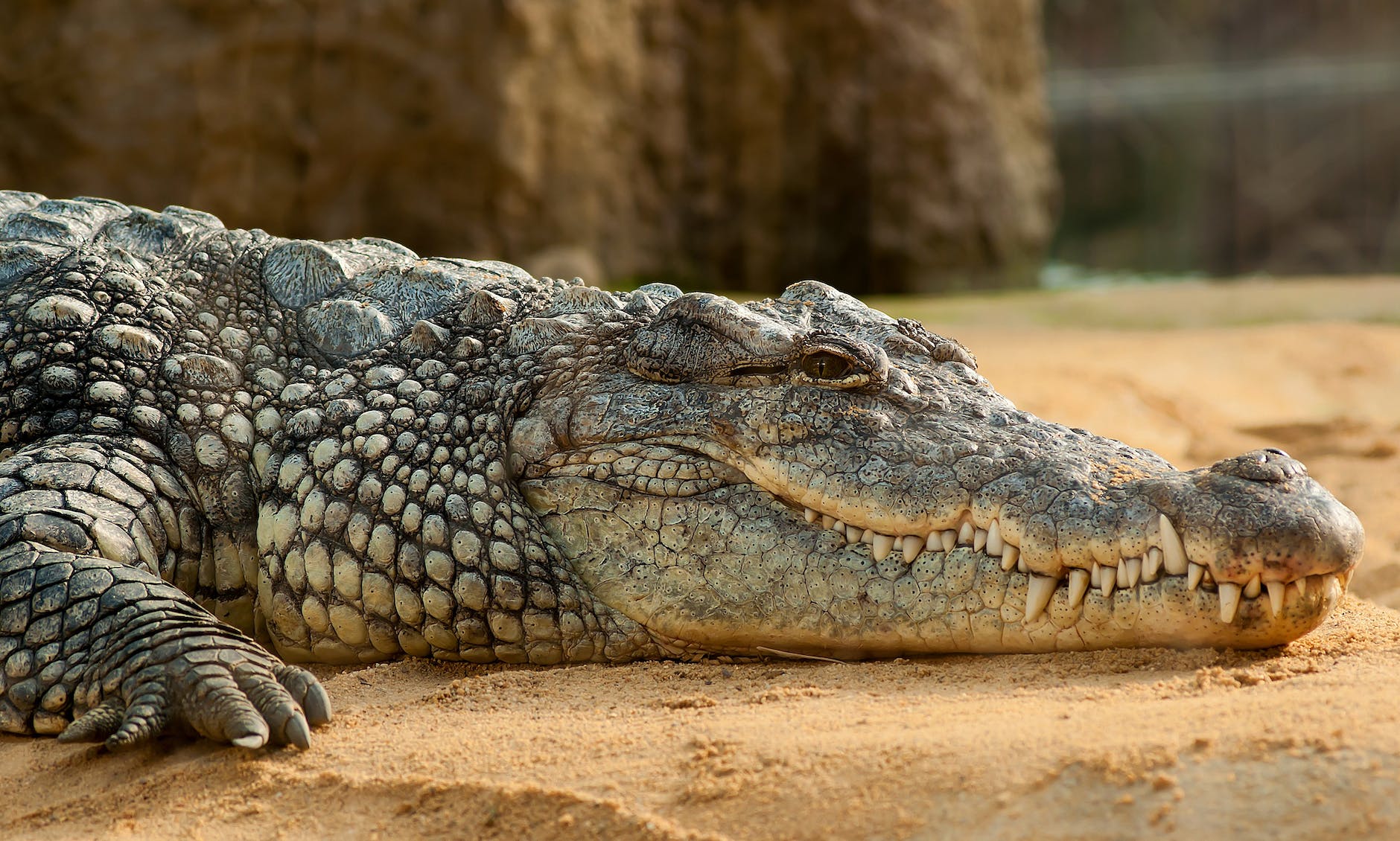 2023 Poetry Month Contest Runner-Up: Crocodile