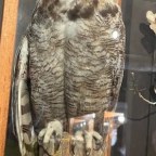 Prevention of Wildfires Caused by Bird Electrocutions